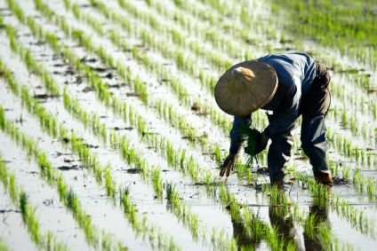 Rýžová pole v Japonsku - počátek komoditního businessu